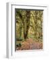 Hoh Rain Forest, Olympic National Park, Washington State, Usa-Gerry Reynolds-Framed Photographic Print