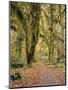Hoh Rain Forest, Olympic National Park, Washington State, Usa-Gerry Reynolds-Mounted Photographic Print