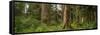 Hoh Rainforest Olympic N P-Steve Gadomski-Framed Stretched Canvas