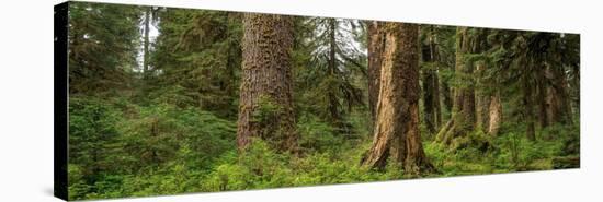 Hoh Rainforest Olympic N P-Steve Gadomski-Stretched Canvas