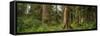 Hoh Rainforest Olympic N P-Steve Gadomski-Framed Stretched Canvas