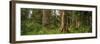 Hoh Rainforest Olympic N P-Steve Gadomski-Framed Photographic Print