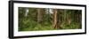 Hoh Rainforest Olympic N P-Steve Gadomski-Framed Photographic Print