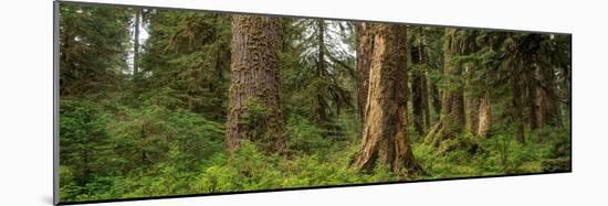 Hoh Rainforest Olympic N P-Steve Gadomski-Mounted Photographic Print