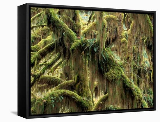 Hoh Rainforest, Olympic National Park, Washington, USA-Art Wolfe-Framed Stretched Canvas