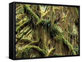 Hoh Rainforest, Olympic National Park, Washington, USA-Art Wolfe-Framed Stretched Canvas