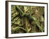 Hoh Rainforest, Olympic National Park, Washington, USA-Art Wolfe-Framed Photographic Print