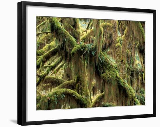 Hoh Rainforest, Olympic National Park, Washington, USA-Art Wolfe-Framed Photographic Print