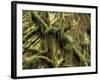 Hoh Rainforest, Olympic National Park, Washington, USA-Art Wolfe-Framed Photographic Print