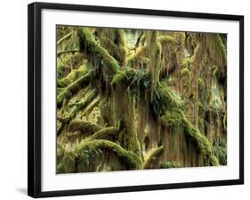 Hoh Rainforest, Olympic National Park, Washington, USA-Art Wolfe-Framed Photographic Print