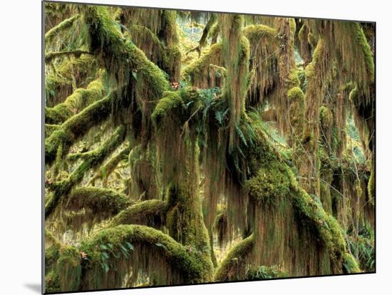 Hoh Rainforest, Olympic National Park, Washington, USA-Art Wolfe-Mounted Photographic Print