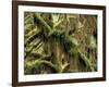 Hoh Rainforest, Olympic National Park, Washington, USA-Art Wolfe-Framed Photographic Print