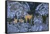 Hohenschwangau Castle near Schwangau, Allgau, Bavaria, Germany, Europe-Hans-Peter Merten-Framed Stretched Canvas