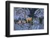 Hohenschwangau Castle near Schwangau, Allgau, Bavaria, Germany, Europe-Hans-Peter Merten-Framed Photographic Print