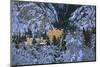 Hohenschwangau Castle near Schwangau, Allgau, Bavaria, Germany, Europe-Hans-Peter Merten-Mounted Photographic Print