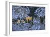 Hohenschwangau Castle near Schwangau, Allgau, Bavaria, Germany, Europe-Hans-Peter Merten-Framed Photographic Print