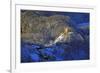 Hohenschwangau Castle near Schwangau, Allgau, Bavaria, Germany, Europe-Hans-Peter Merten-Framed Photographic Print