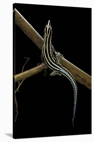 Holaspis Guentheri (Sawtailed Lizard)-Paul Starosta-Stretched Canvas