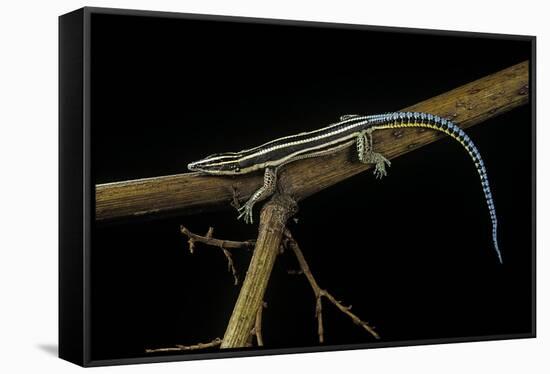 Holaspis Guentheri (Sawtailed Lizard)-Paul Starosta-Framed Stretched Canvas