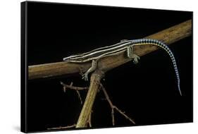 Holaspis Guentheri (Sawtailed Lizard)-Paul Starosta-Framed Stretched Canvas