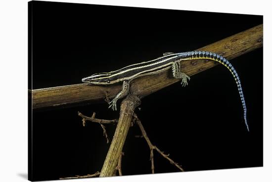 Holaspis Guentheri (Sawtailed Lizard)-Paul Starosta-Stretched Canvas