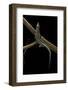 Holaspis Guentheri (Sawtailed Lizard)-Paul Starosta-Framed Photographic Print