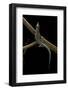 Holaspis Guentheri (Sawtailed Lizard)-Paul Starosta-Framed Photographic Print