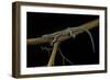 Holaspis Guentheri (Sawtailed Lizard)-Paul Starosta-Framed Photographic Print