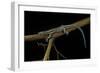 Holaspis Guentheri (Sawtailed Lizard)-Paul Starosta-Framed Photographic Print