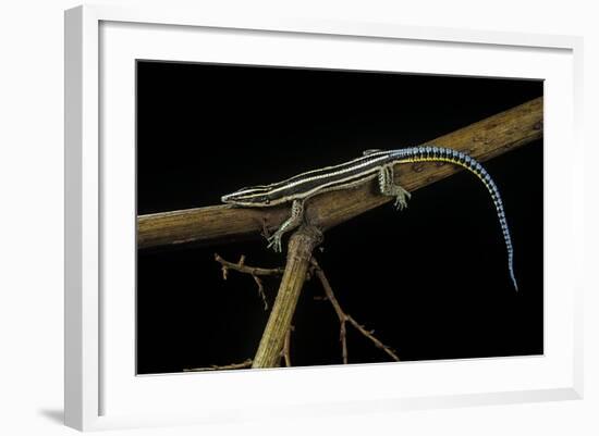 Holaspis Guentheri (Sawtailed Lizard)-Paul Starosta-Framed Photographic Print