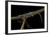 Holaspis Guentheri (Sawtailed Lizard)-Paul Starosta-Framed Photographic Print