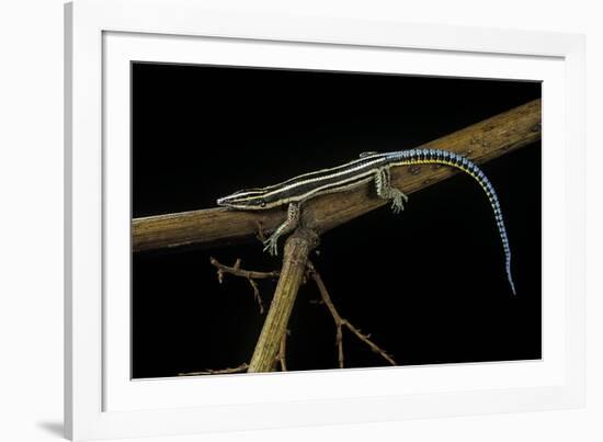 Holaspis Guentheri (Sawtailed Lizard)-Paul Starosta-Framed Photographic Print