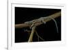 Holaspis Guentheri (Sawtailed Lizard)-Paul Starosta-Framed Photographic Print