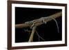 Holaspis Guentheri (Sawtailed Lizard)-Paul Starosta-Framed Photographic Print