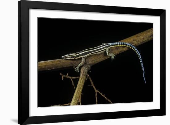 Holaspis Guentheri (Sawtailed Lizard)-Paul Starosta-Framed Photographic Print