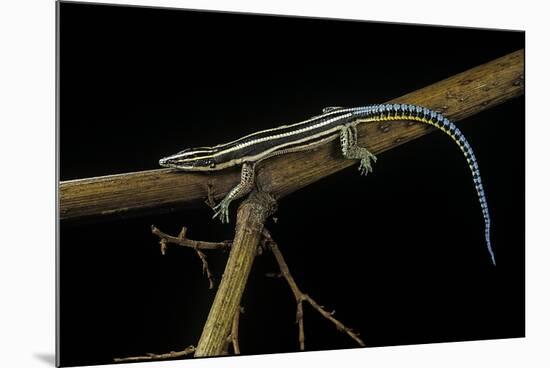 Holaspis Guentheri (Sawtailed Lizard)-Paul Starosta-Mounted Photographic Print