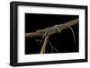 Holaspis Guentheri (Sawtailed Lizard)-Paul Starosta-Framed Photographic Print