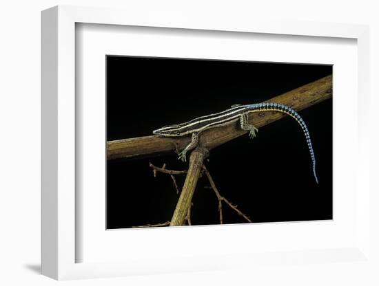 Holaspis Guentheri (Sawtailed Lizard)-Paul Starosta-Framed Photographic Print