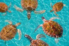 Riviera Maya Turtles Photomount on Caribbean Turquoise Waters of Mayan Mexico-holbox-Photographic Print