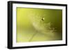 Hold on !-Heidi Westum-Framed Photographic Print