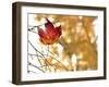 Holding On To Autumn-5fishcreative-Framed Giclee Print