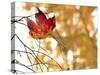 Holding On To Autumn-5fishcreative-Stretched Canvas