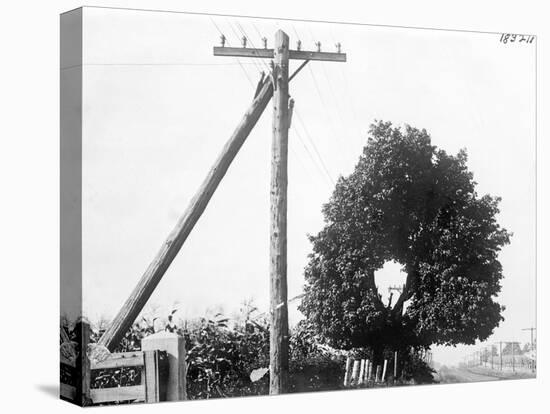 Hole in Tree Allows Telephone Wires Thru-null-Stretched Canvas