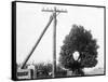 Hole in Tree Allows Telephone Wires Thru-null-Framed Stretched Canvas