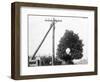 Hole in Tree Allows Telephone Wires Thru-null-Framed Photographic Print