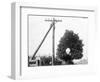 Hole in Tree Allows Telephone Wires Thru-null-Framed Photographic Print