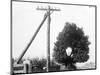 Hole in Tree Allows Telephone Wires Thru-null-Mounted Photographic Print