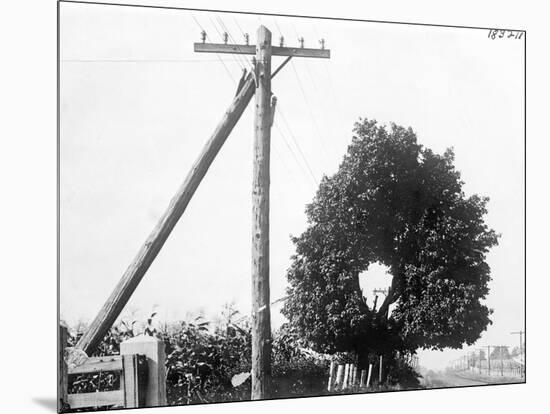 Hole in Tree Allows Telephone Wires Thru-null-Mounted Photographic Print