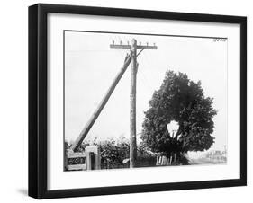 Hole in Tree Allows Telephone Wires Thru-null-Framed Photographic Print