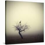 Meeting in the Morning Mist-Holger Droste-Photographic Print